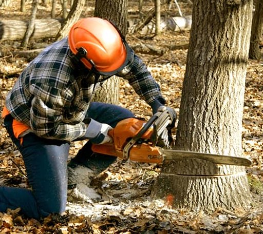 Tree Removal in Random Lake, WI